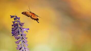 A butterfly flutters around a purple flower against a warm, blurred background, showcasing delicate movement and vivid colors video