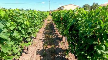 Lush vineyard rows under clear blue sky video