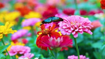 A blue butterfly flutters gracefully through colorful flowers, creating a lively and serene visual experience with smooth transitions video