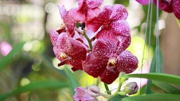 Vibrant orchids sway gently in Bangkok market video