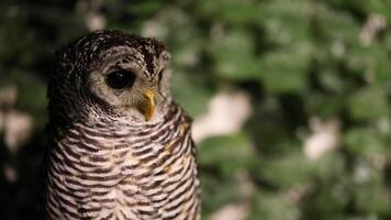 An owl blinks and looks around attentively. video