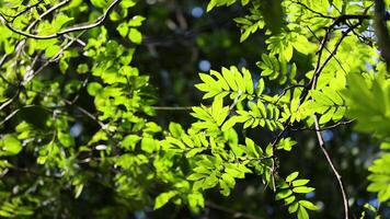 Vibrant green leaves gently sway in sunlight, creating a serene and natural atmosphere in Dorrigo Mountain, Australia video