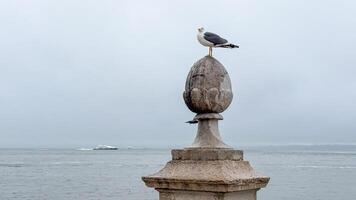Majestic seagull perched on ancient stone, overlooking stormy seas, echoing Maritime Days nostalgic seafaring spirit photo