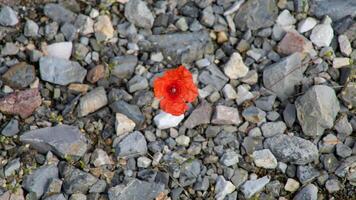 Fiery poppy defiantly bursts through forgotten gravel, honoring resilience and new beginnings perfect for Bastille Day or Persephone myths photo