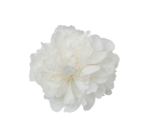 Close up isolated a beautiful white peony summer blossom of on a transparent background, perfect for design projects png