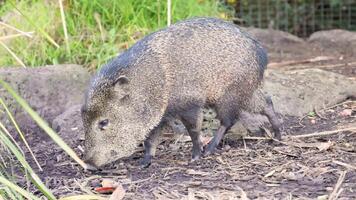 Wild boar foraging in zoo enclosure video