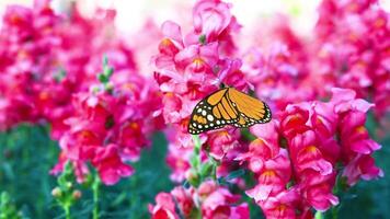 A monarch butterfly flutters gracefully through vivid pink flowers, creating a lively and colorful animation with smooth transitions video