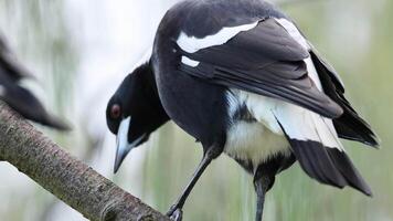 An Australian magpie is perched on a branch, preening its feathers. The setting is natural with soft lighting and a blurred background video