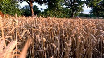 Wheat field swaying gently in the breeze video