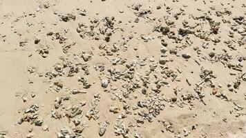 Coral and shells scattered on sandy beach shore in Phuket video