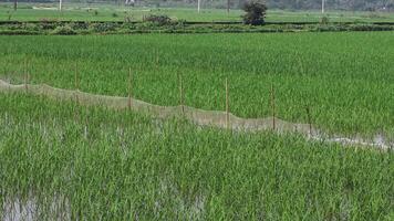 Timelapse showing rising water levels in rice fields video