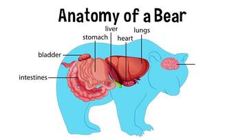Illustrates internal organs of a bear video