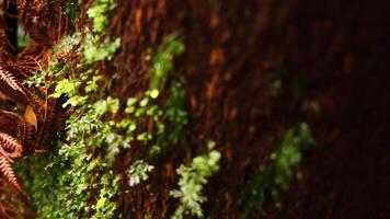 Close-up of moss growing on tree trunk video