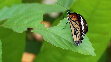 Butterfly resting on a leaf in a park video