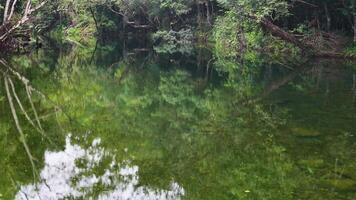 Aerial footage captures the tranquil, reflective waters of a rainforest stream surrounded by lush greenery in Port Douglas, Australia video