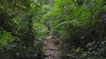 A serene walk through lush rainforest trail video