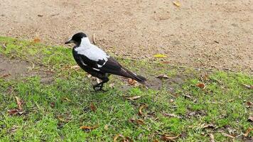 Magpie walking on grass near a dirt path video