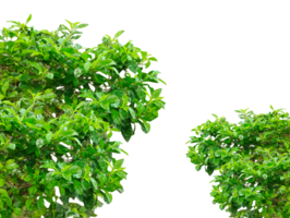 Fresh green parsley leaves, a healthy ingredient and aromatic herb, isolated on a white background, Fresh green parsley leaves, a healthy ingredient and aromatic herb, isolated on a background png