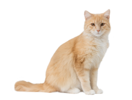 Orange Cat Sitting Isolated on transparent Background png