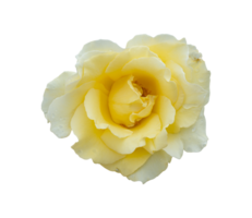 Yellow rose isolated on transparent background, File png