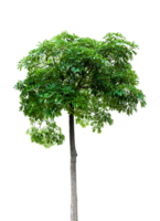 Green tree isolated on transparent background, File png