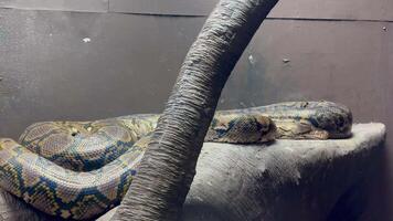 Massive reticulated python resting motionless on rocky surface, displaying intricate scale patterns and muscular body within natural habitat setting near tree trunk section video