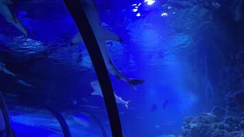 Sharks gliding smoothly through luminous blue aquarium waters, navigating near observation tunnel with calm predatory grace within expansive marine habitat video