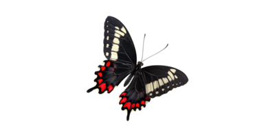 Black and red butterfly with white spots sparking wings isolated on transparent background png