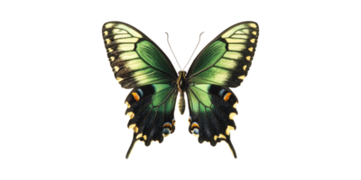 Green and black swallowtail butterfly with unique wing patterns isolated on transparent background png