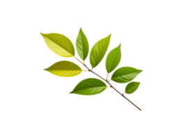 Fresh Green Leaves on Branch with Visible Veins and Texture. png