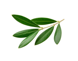 Olive Branch with Green Leaves and Brown Stem Isolated CloseUp. png
