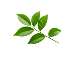 Fresh Green Leaves on a Branch Isolated on White Background. png