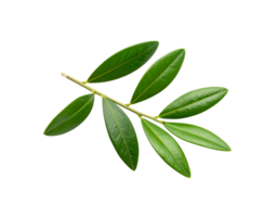 Fresh Olive Branch with Green Leaves on White Background. png