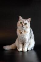 White gray british cat wears gold chain on black background photo