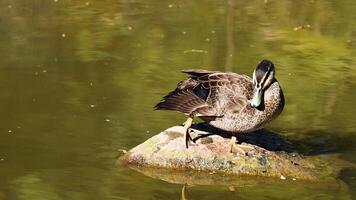 Duck preening itself on a rock in water video