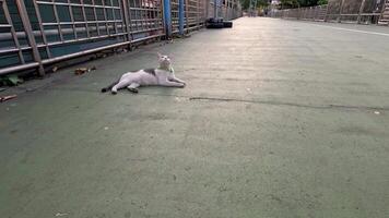 A cat playing and rolling on a concrete surface video