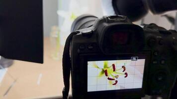 A photographer adjusts camera settings for macro shots of a flower in a studio environment with controlled lighting video