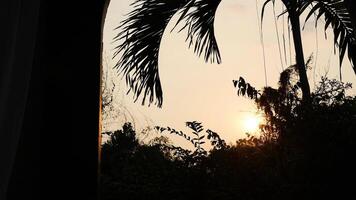 Setting behind trees and palm leaves video