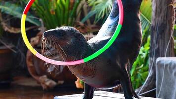 Sea lion skillfully performs with colorful hula hoop video