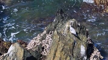 A greater crested tern rests on a barnacle-covered rock by the Coral Sea, under bright daylight video