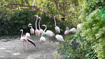 Flamingos interacting in a lush zoo environment video