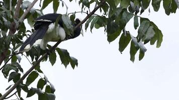 Hornbill feeding on fruit in a tree. video