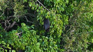 A black flying fox rests among dense green foliage, creating a serene natural scene with vibrant colors and calm ambiance video