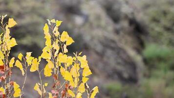Yellow autumn leaves sway against a blurred natural background, creating a serene and tranquil atmosphere video