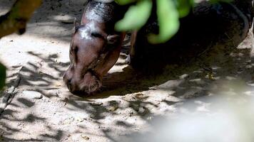 Hippo feeding under trees in Chonburi zoo video