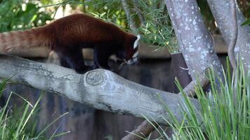 Red panda navigating tree branch at Australia Zoo video