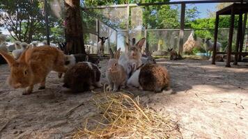 Rabbits gather and rest in a sunny farm video
