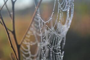 Spider web with water drops shining in the sunlight. photo