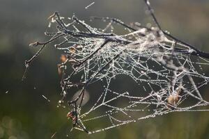 Spider web on a bush in the morning light. photo
