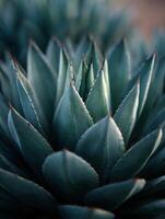 The Geometric Beauty of the Desert Agave Plant photo